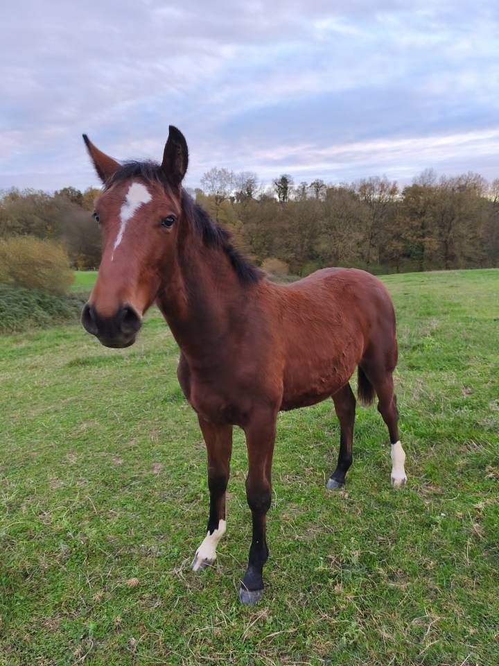 Poulain de 2025 PP SF