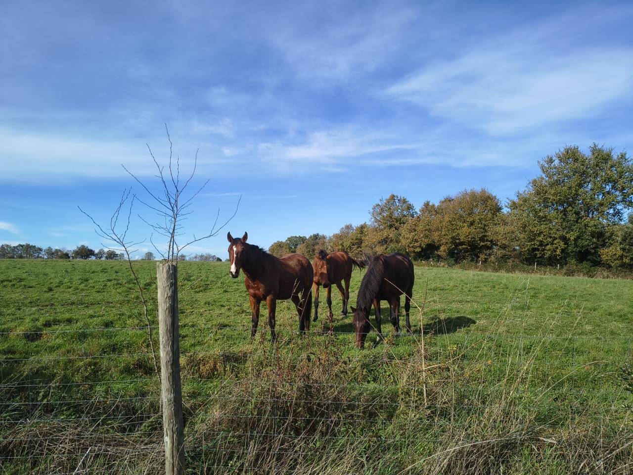 &Eacute;curie des Vergnes &agrave; Saint R&eacute;v&eacute;rend (Vend&eacute;e &ndash; 85)