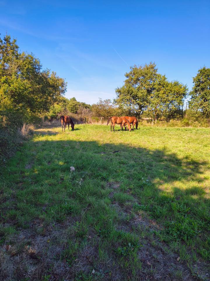 &Eacute;curie des Vergnes &agrave; Saint R&eacute;v&eacute;rend (Vend&eacute;e &ndash; 85)