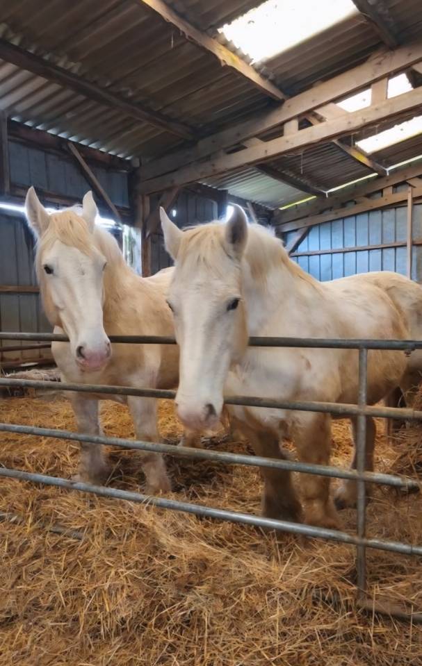 A vendre 2 juments boulonnais