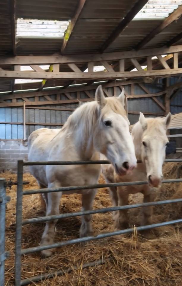 A vendre 2 juments boulonnais