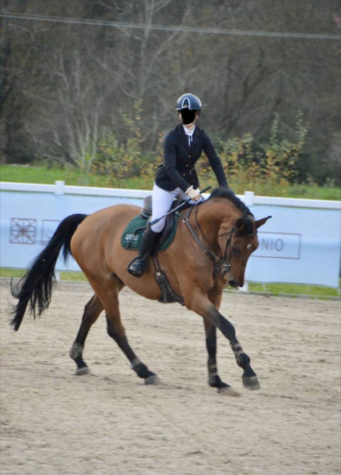 Selle fran&ccedil;ais 9 ans CSO