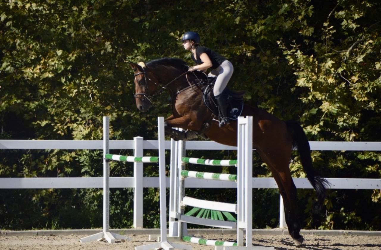 Selle fran&ccedil;ais 9 ans CSO