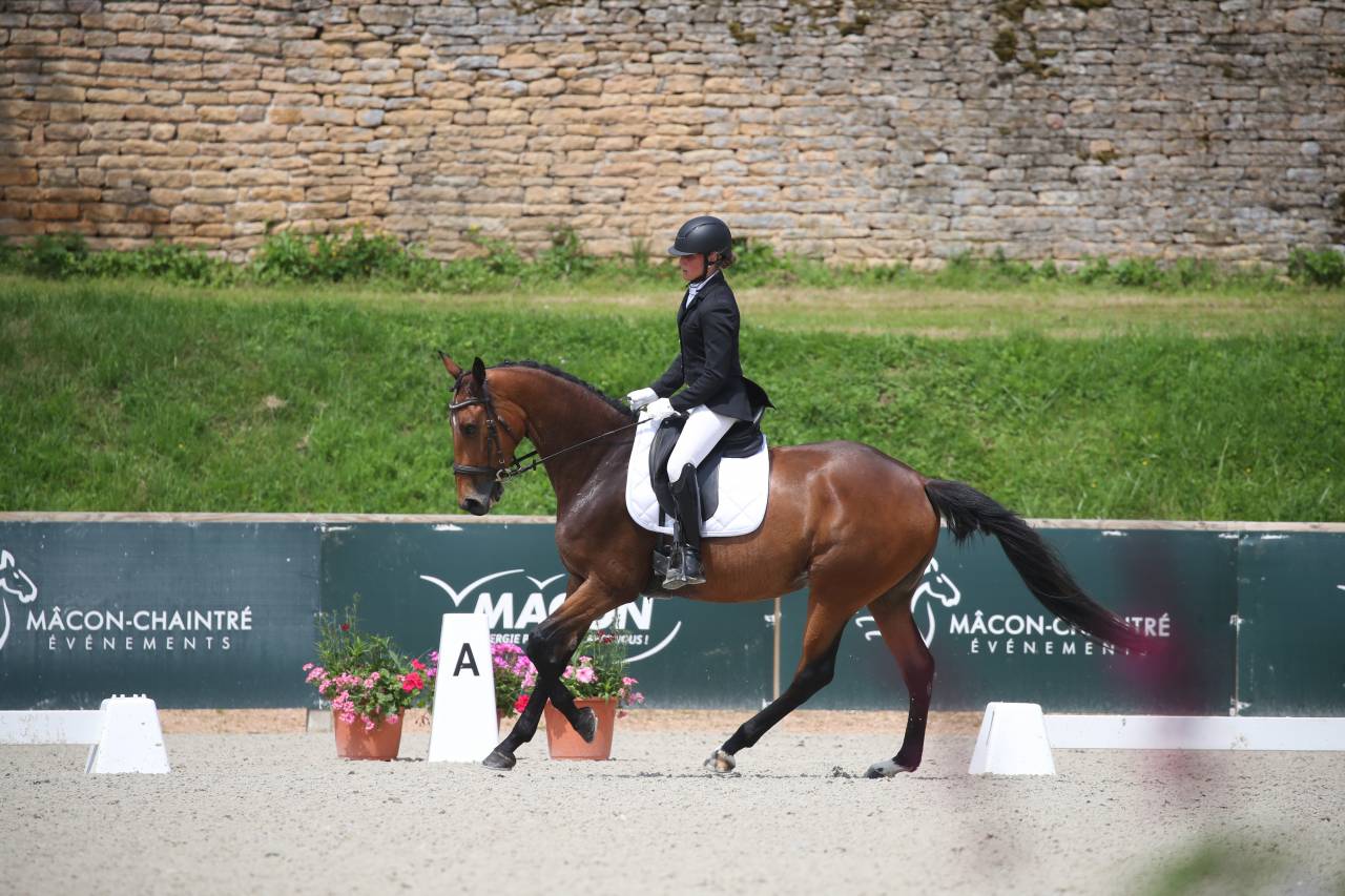 Belle jument 6 ans dressage 