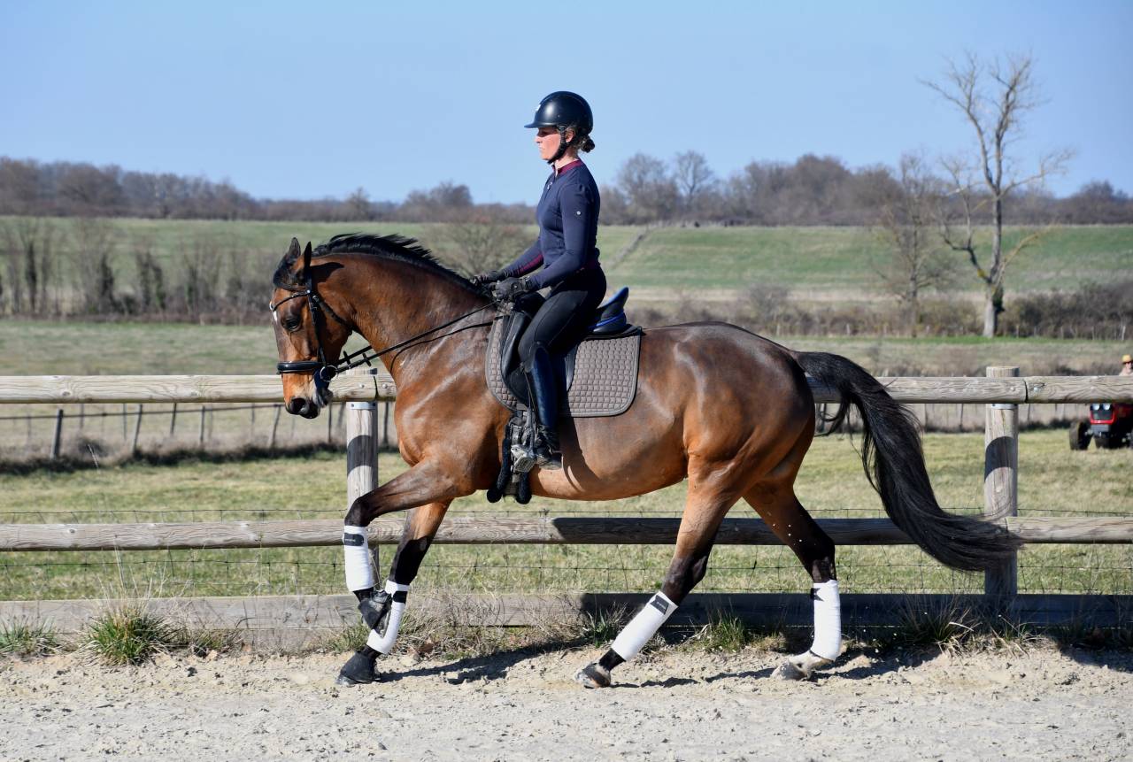 Belle jument 6 ans dressage 