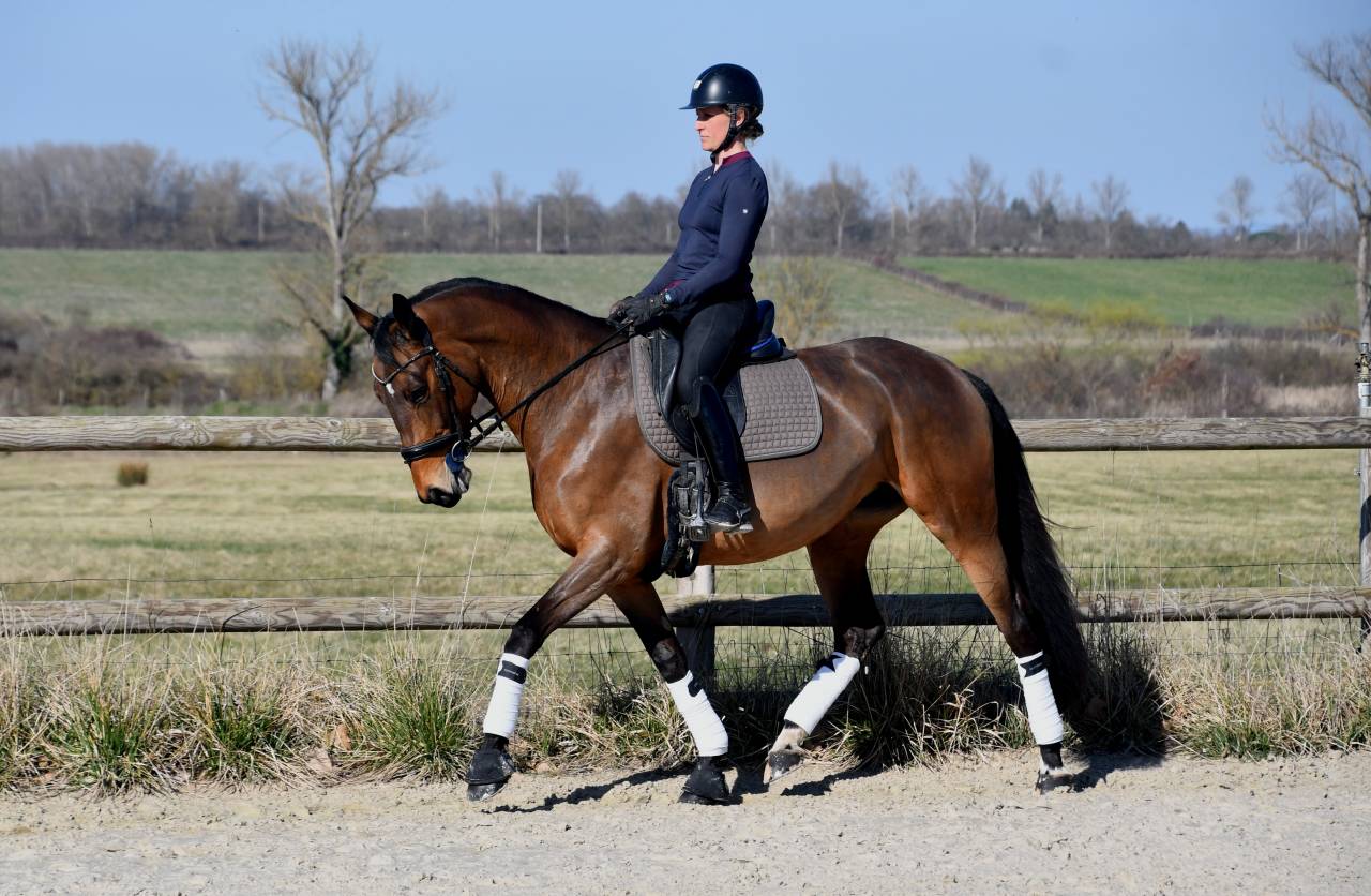 Belle jument 6 ans dressage 