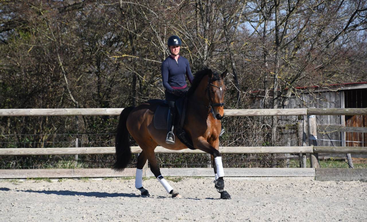 Belle jument 6 ans dressage 