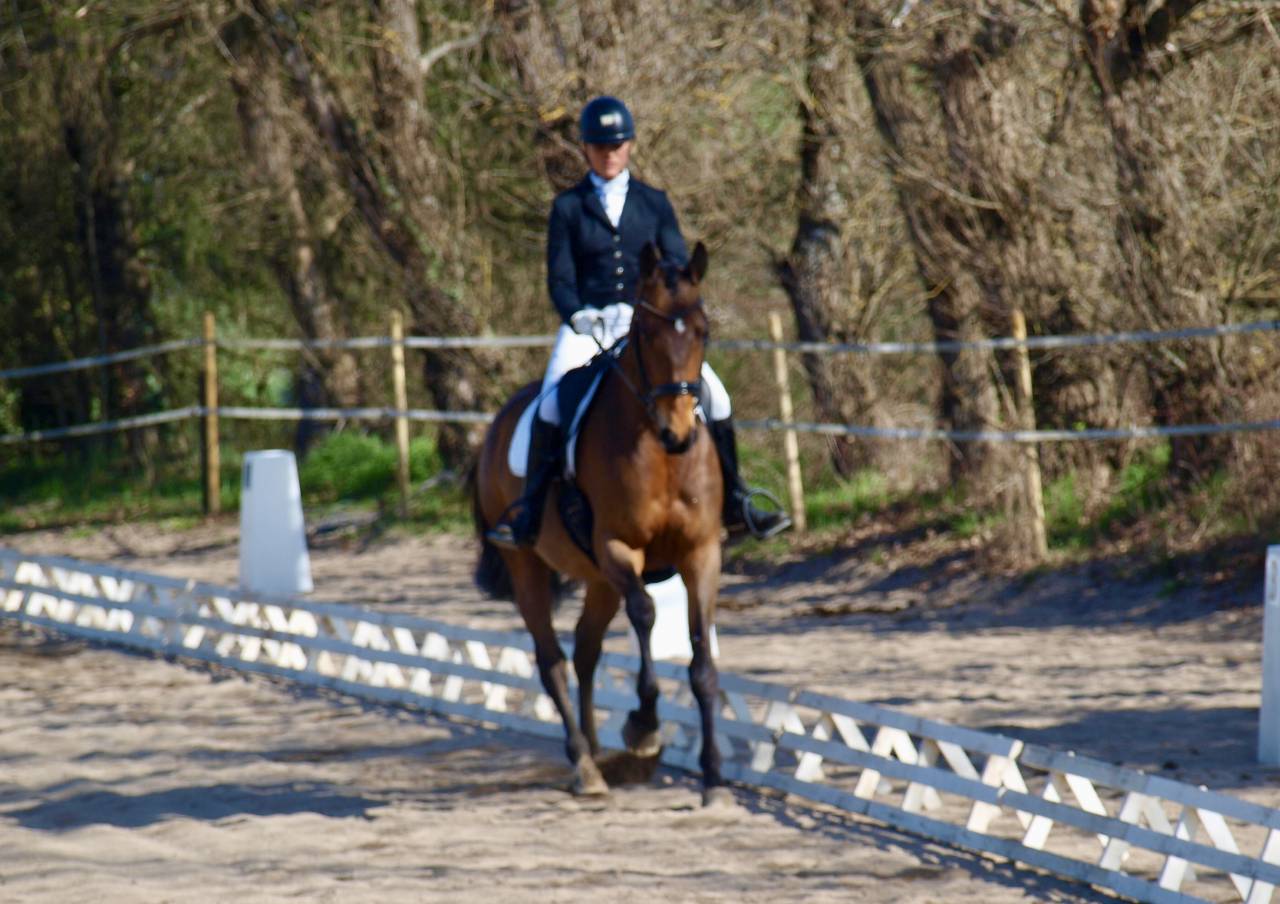 Belle jument 6 ans dressage 