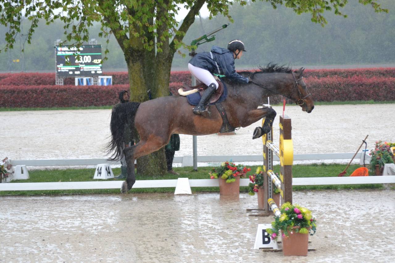 Hongre 8 ans Cornet Obolensky X Ukato