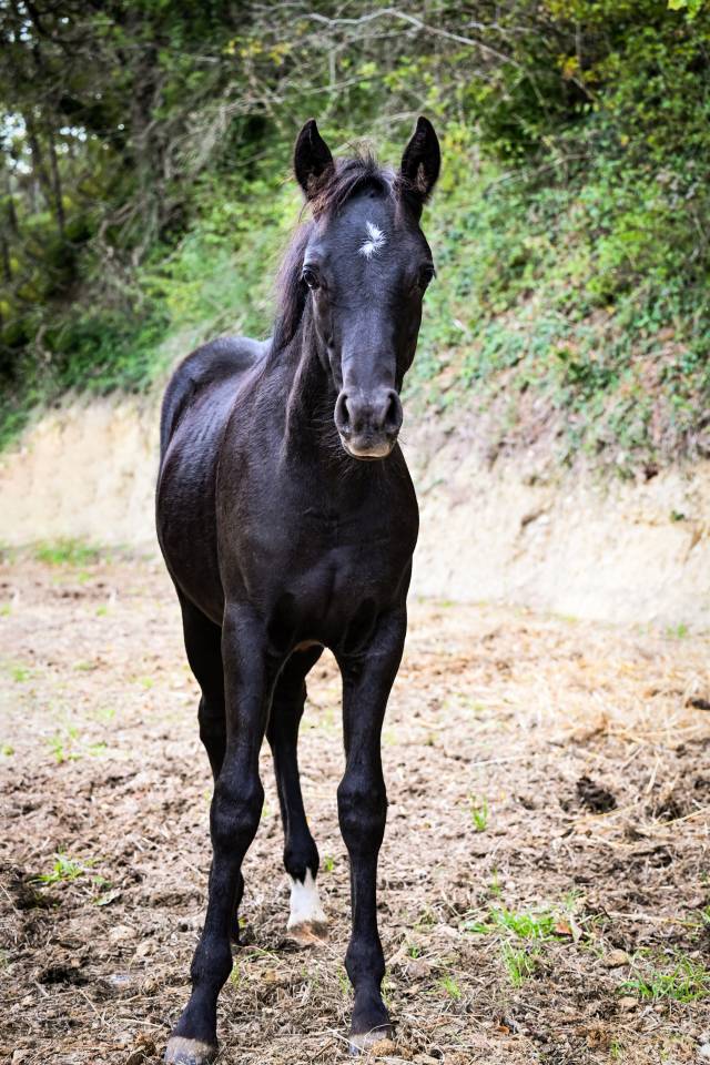 Poney m&acirc;le PFS PP