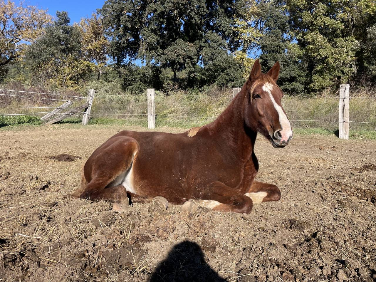 Hongre de 2022, lign&eacute;e de performants sur 145