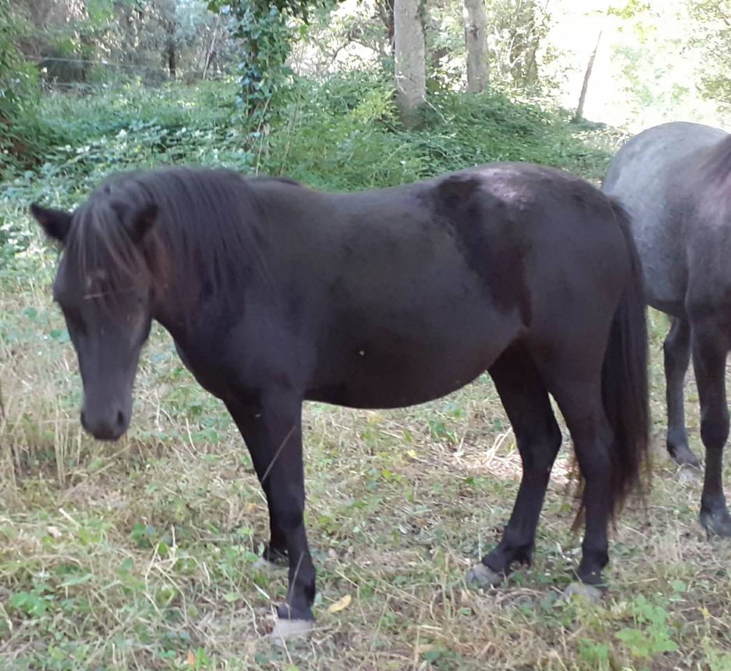 Ponette PP dartmoor de 3 ans