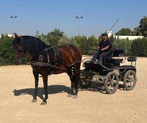 LEONA:Jument PRE attel&eacute;e, douce et calme