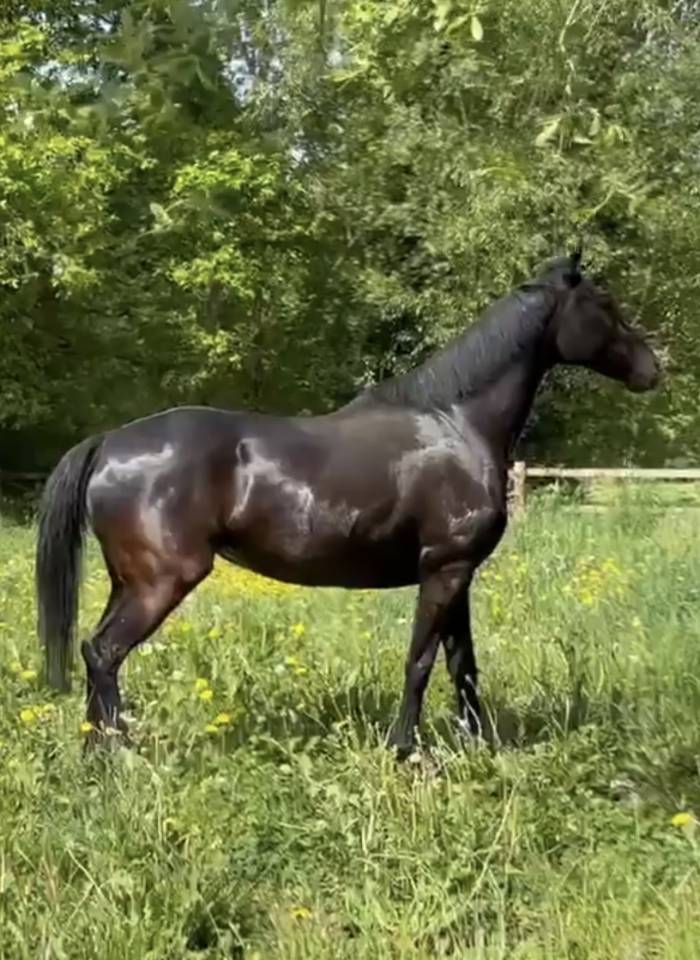 Jument pur sang par ANABAA BLUE