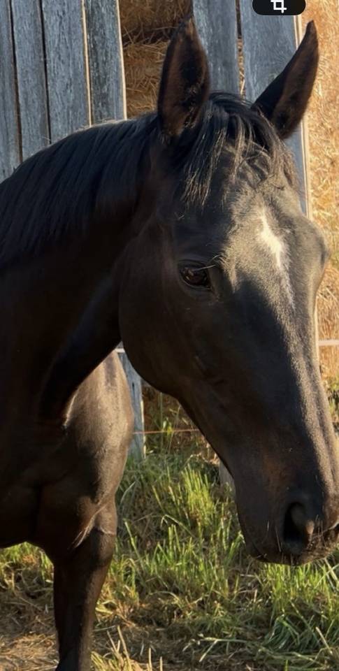 Jument pur sang par ANABAA BLUE