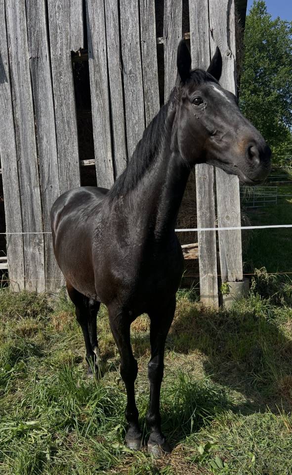 Jument pur sang par ANABAA BLUE