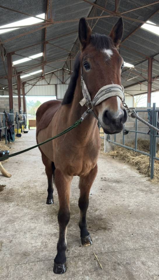 &Agrave; vendre - Mistral 