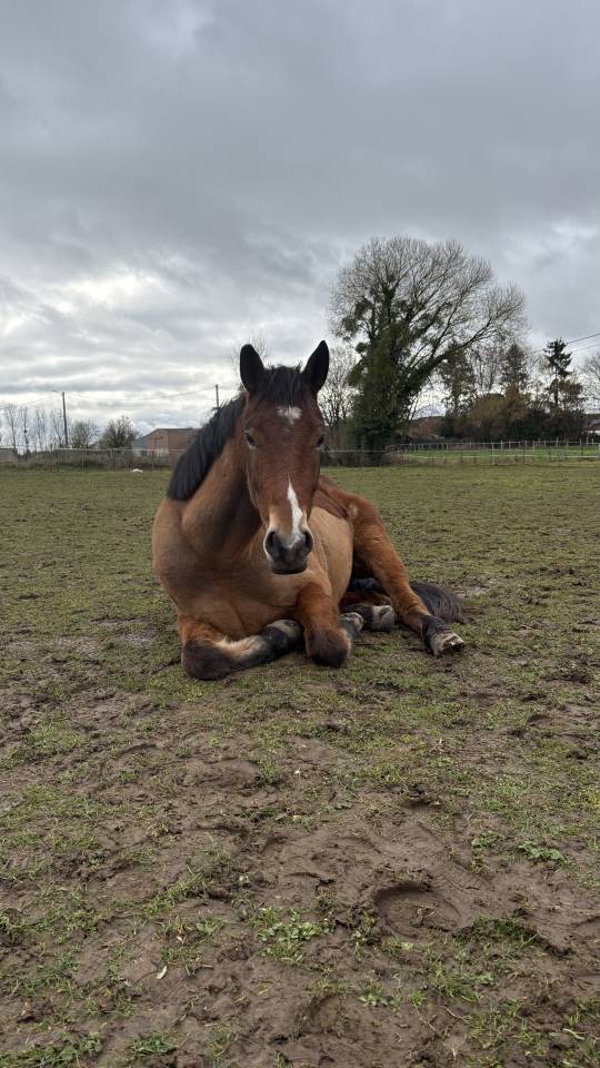 &Agrave; vendre - Mistral 