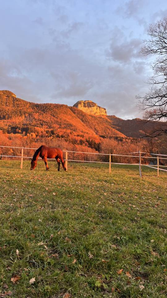 Box disponible aux &eacute;curies du Parmelan 