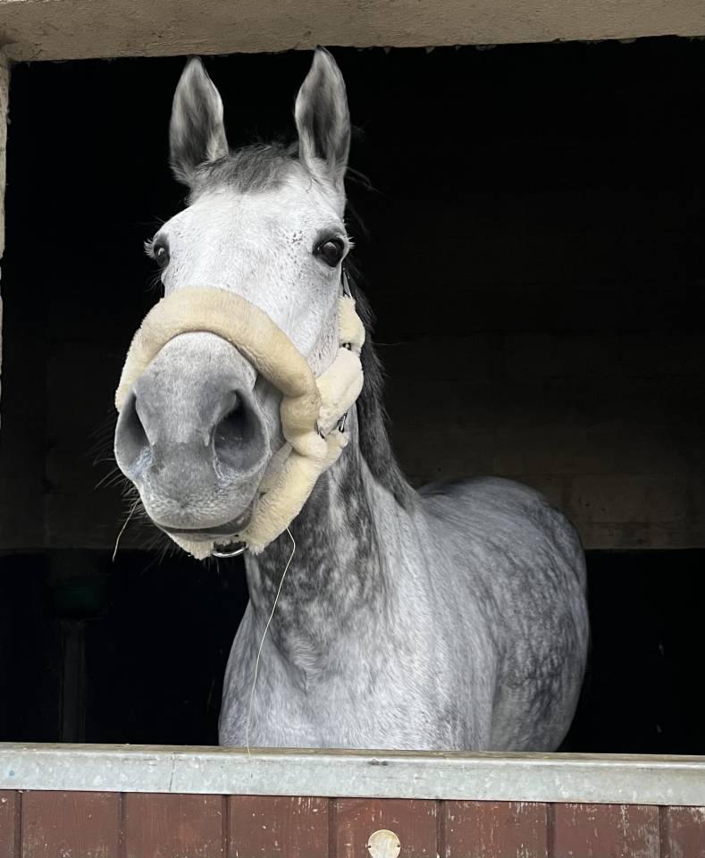 Propose demi-pension 