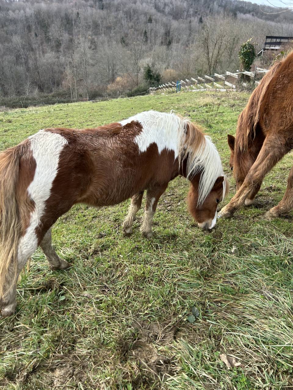 Welsh part-bred 3 ans