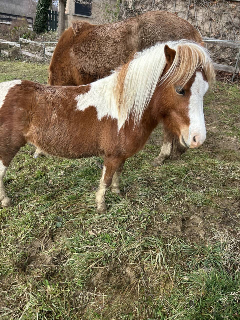 Welsh part-bred 3 ans