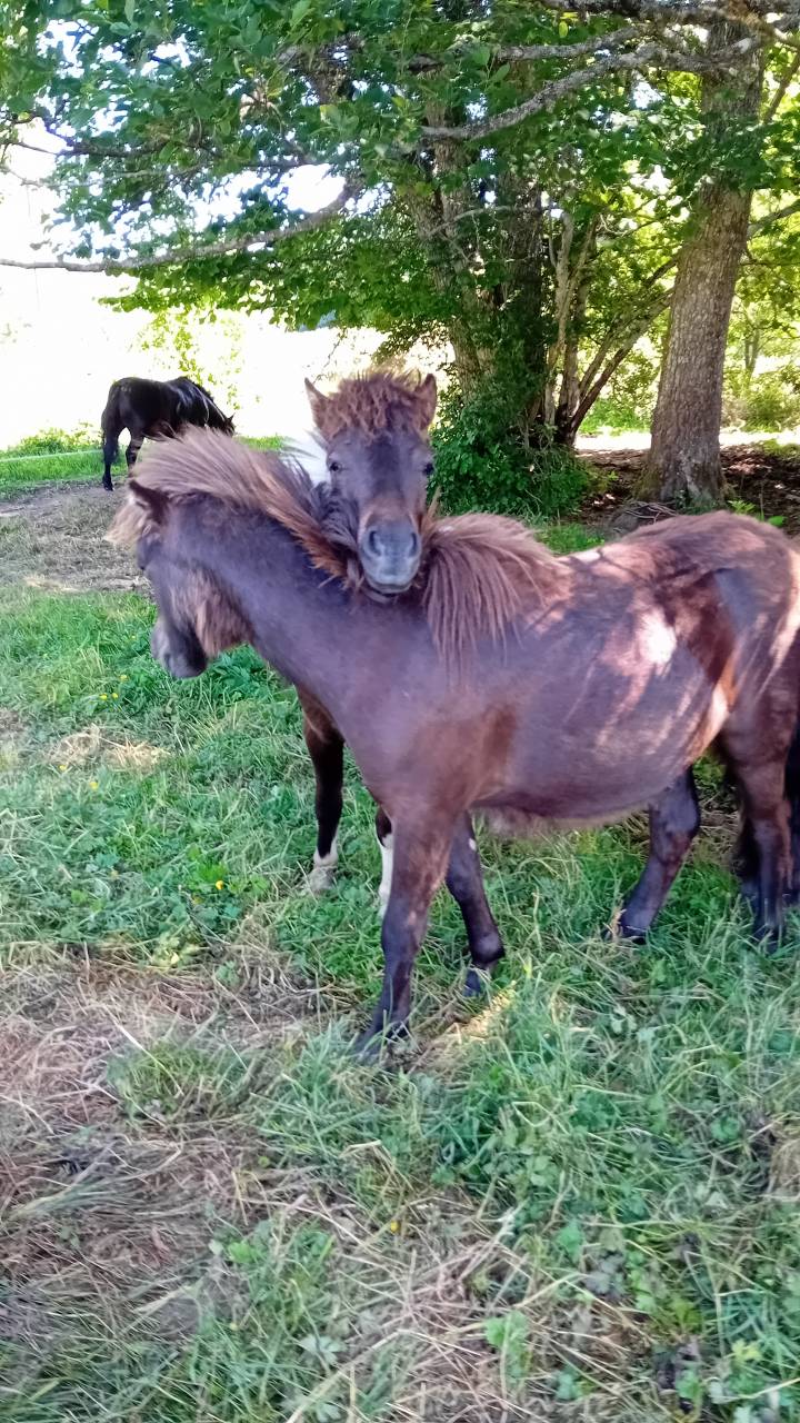 Poneys type Shetland 2 ans