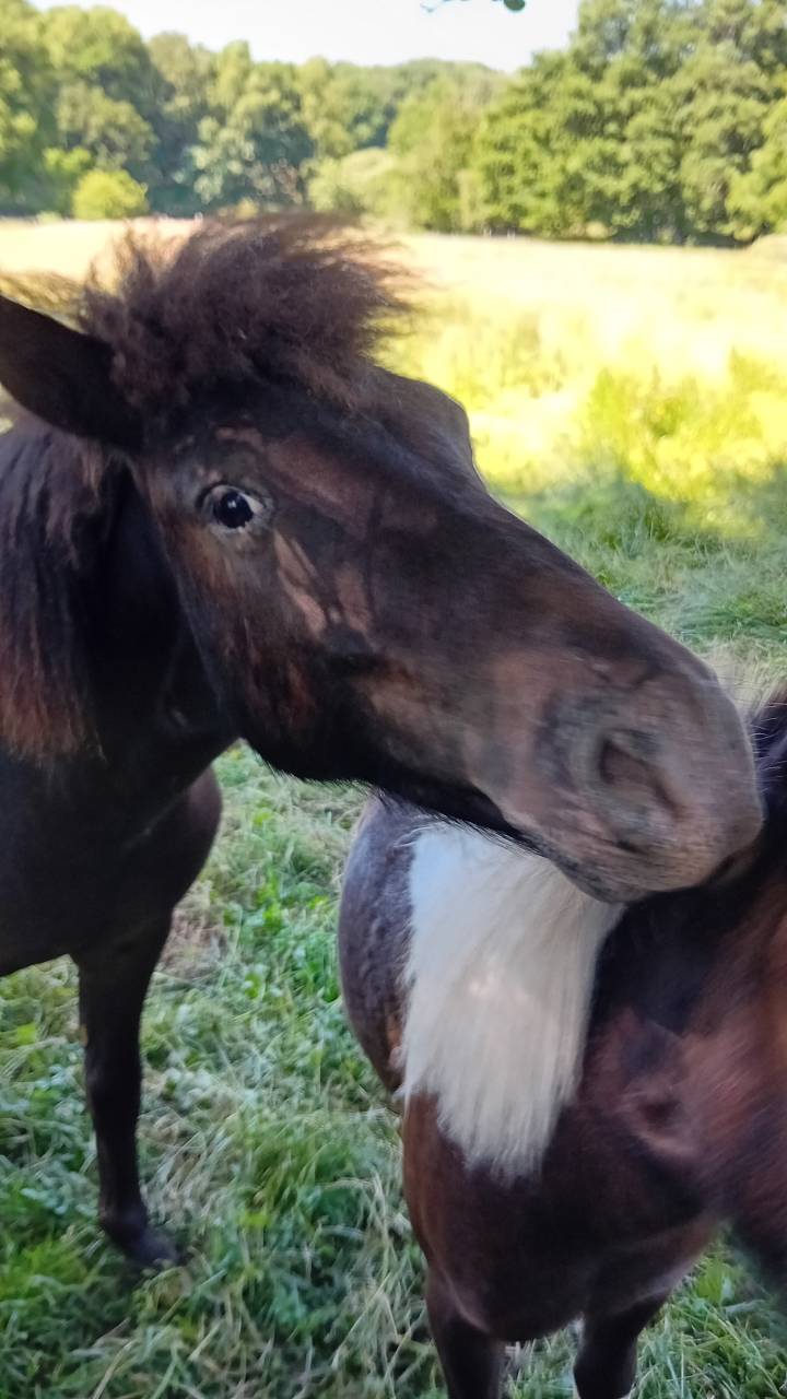 Poneys type Shetland 2 ans