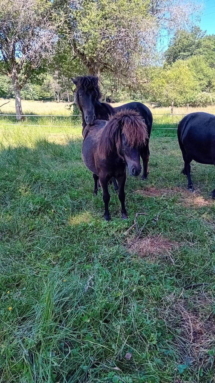 Poneys type Shetland 2 ans