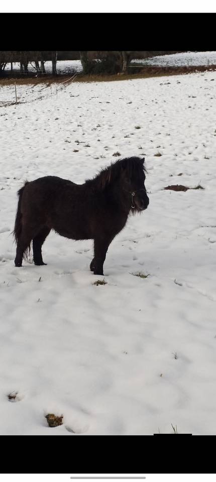 Poneys type Shetland