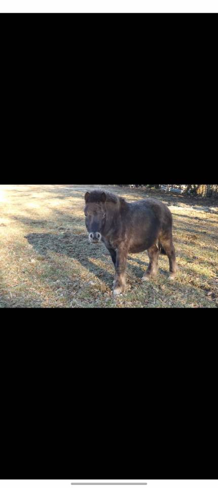 Poneys type Shetland