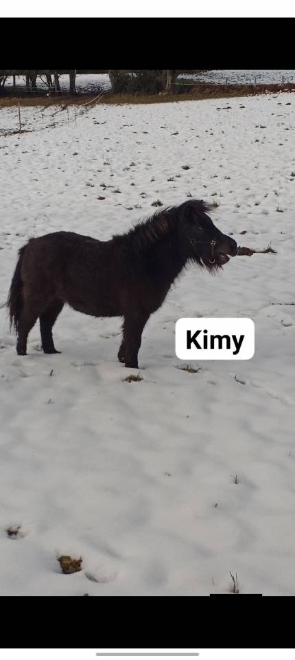 Poneys type Shetland