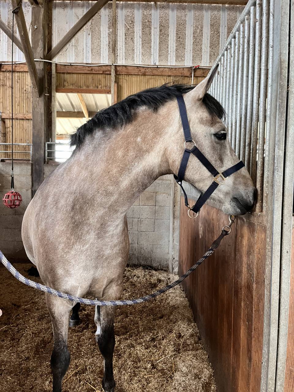 &Agrave; VENDRE &ndash; Poney DSA 6 ans 