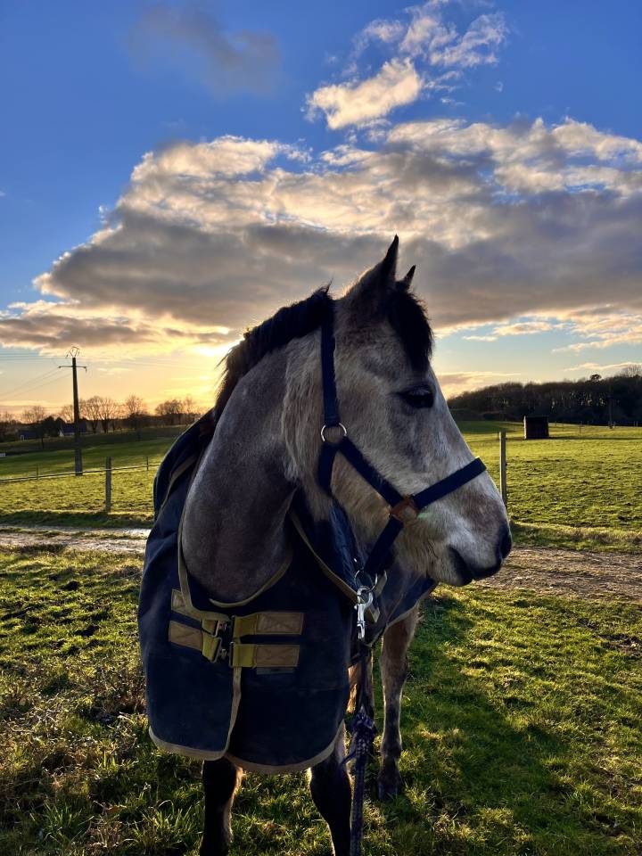 &Agrave; VENDRE &ndash; Poney DSA 6 ans 