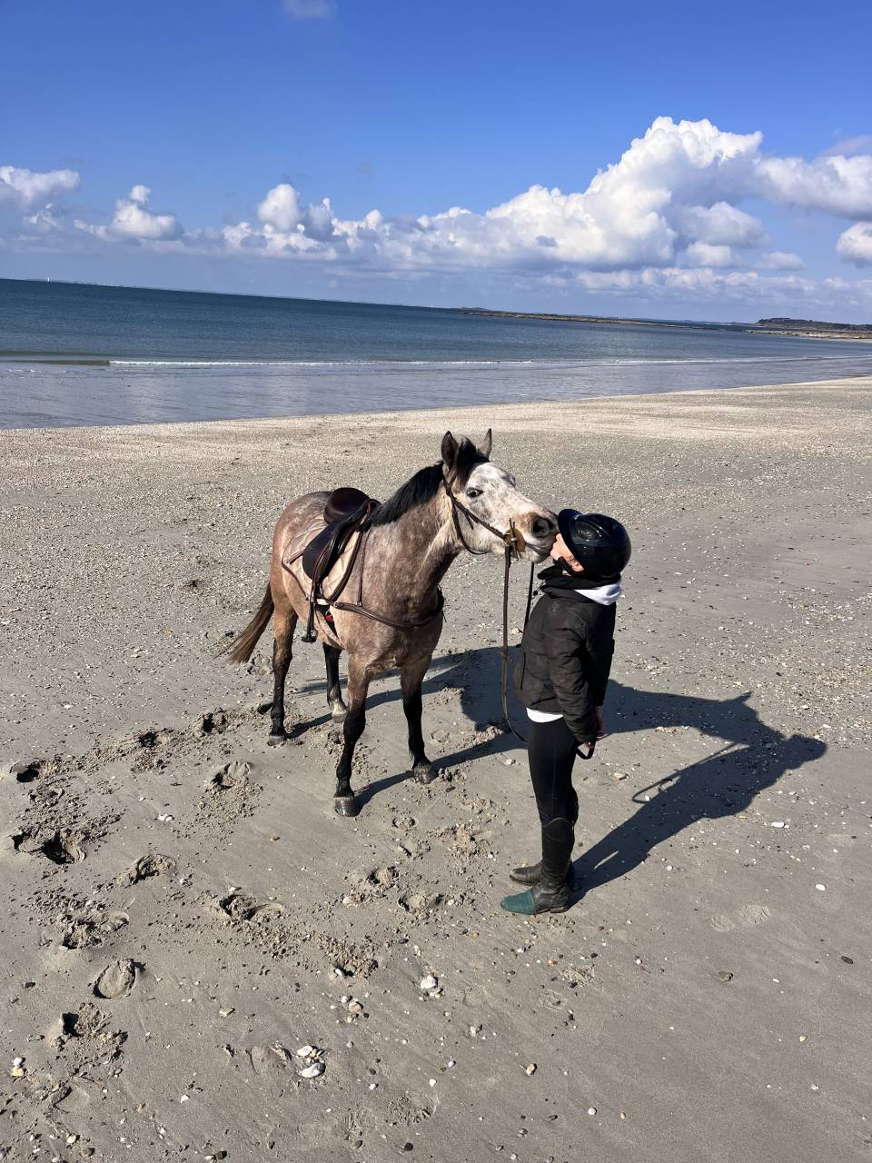 &Agrave; VENDRE &ndash; Poney DSA 6 ans 