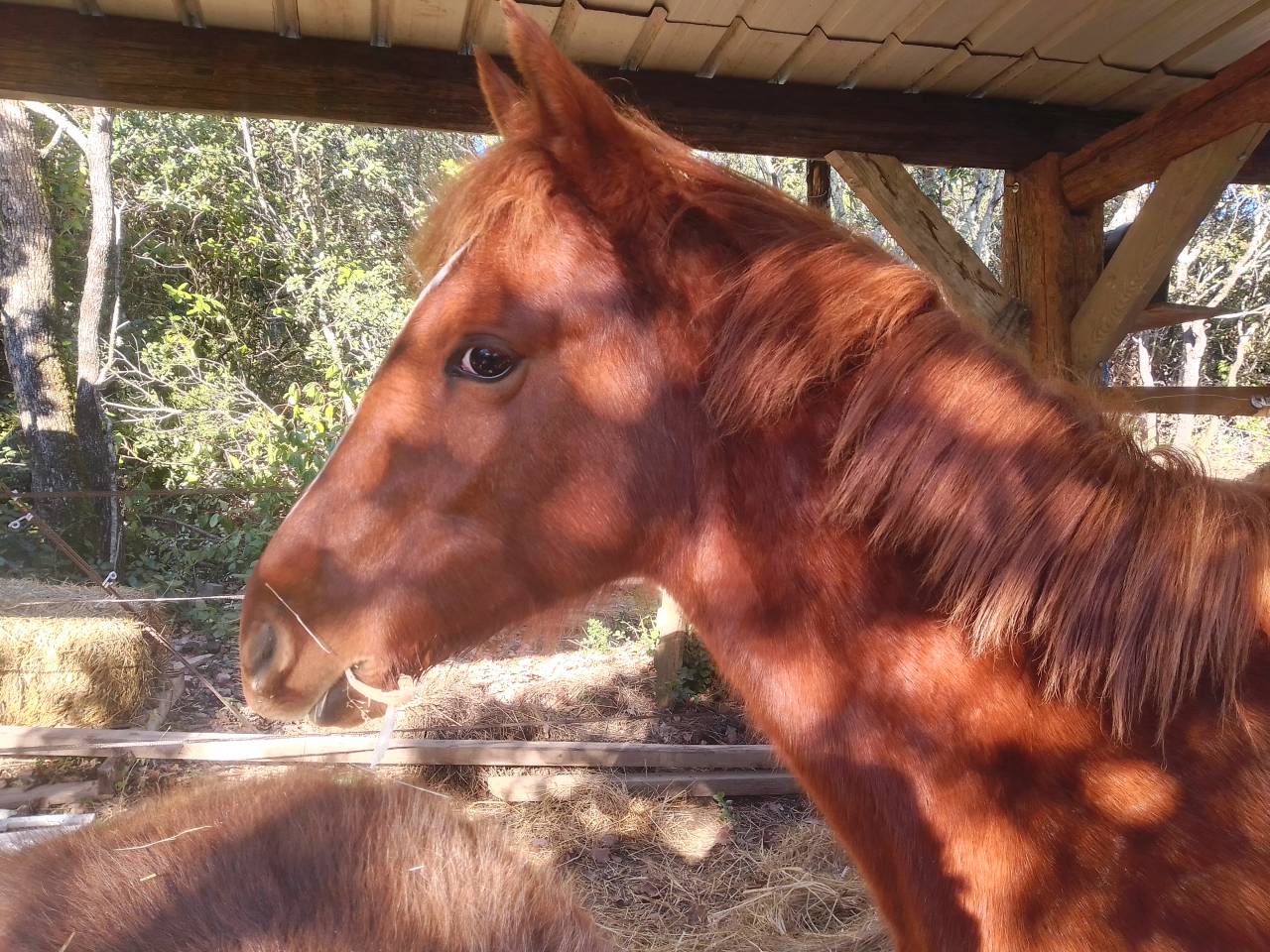 Pouliche OC origine NF