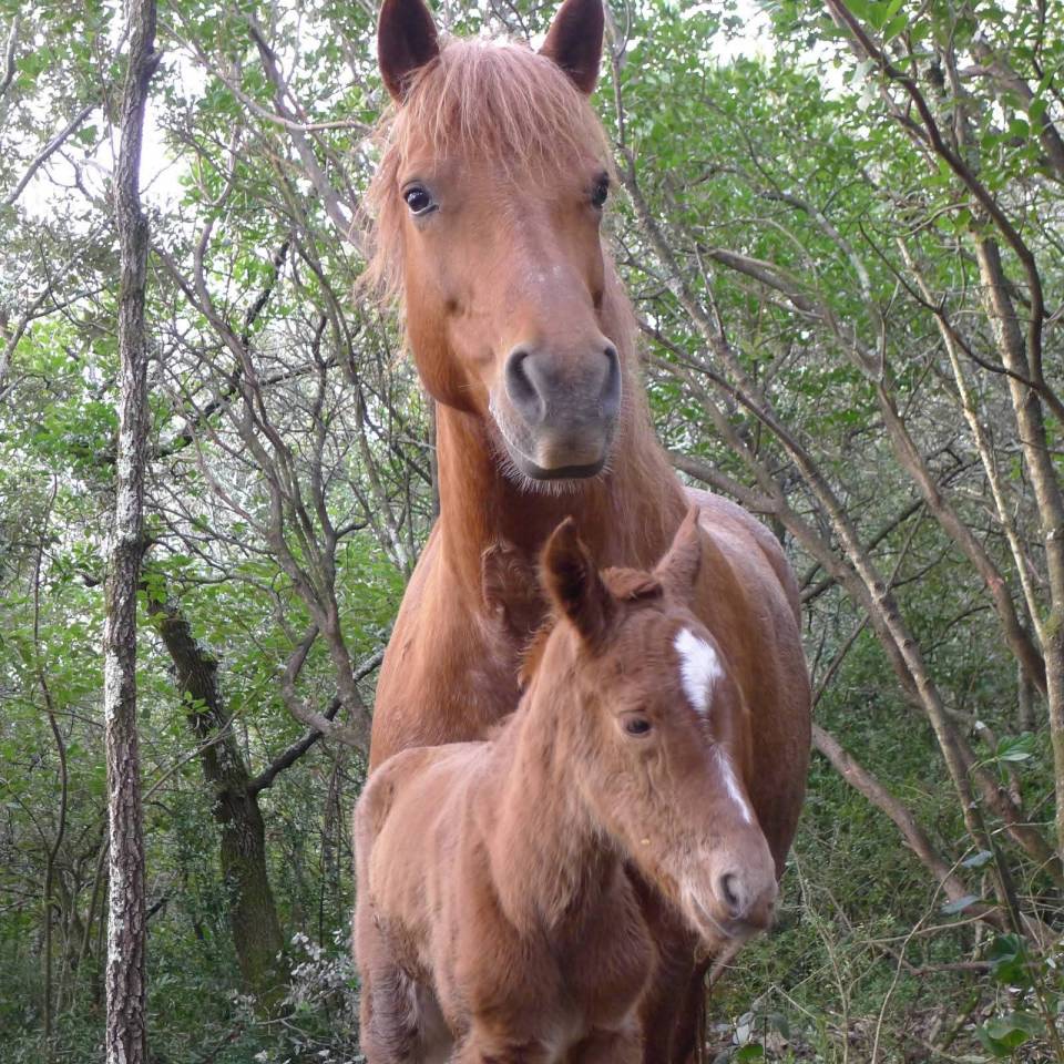 Pouliche OC origine NF