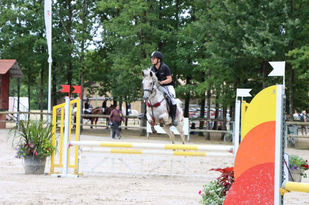 Cheval ma&icirc;tre d'&eacute;cole 