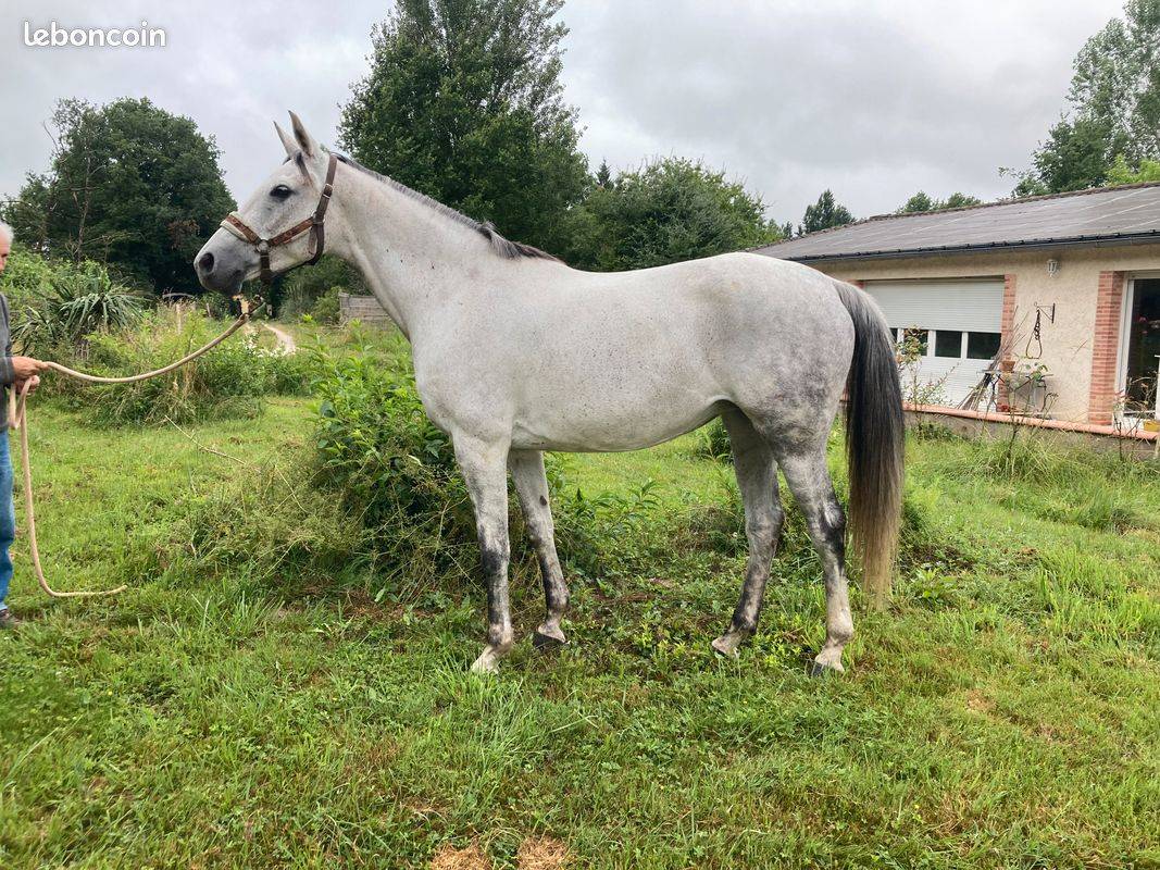 vends belle jument DSA