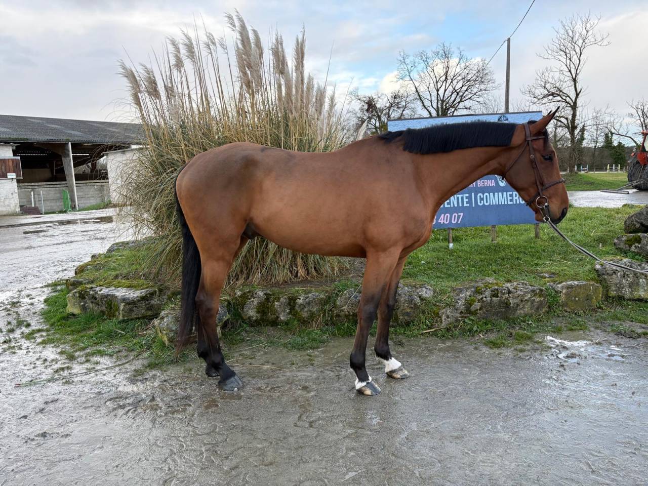 Hongre Zangersheide 5ans Bamako de Muze x Nabab de r&ecirc;ve
