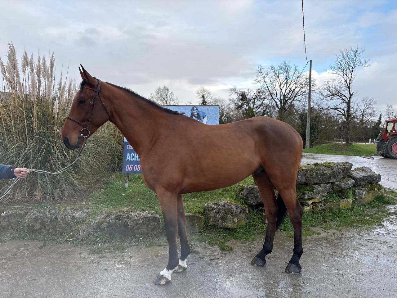 Hongre Zangersheide 5ans Bamako de Muze x Nabab de r&ecirc;ve