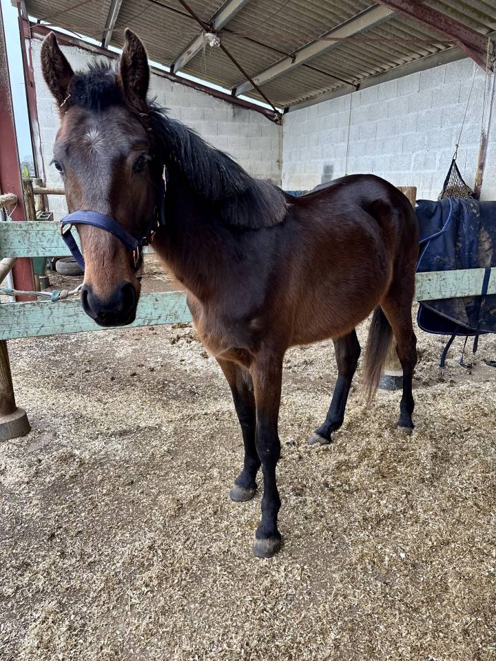 ? Cheval de compagnie &agrave; saisir ! ?