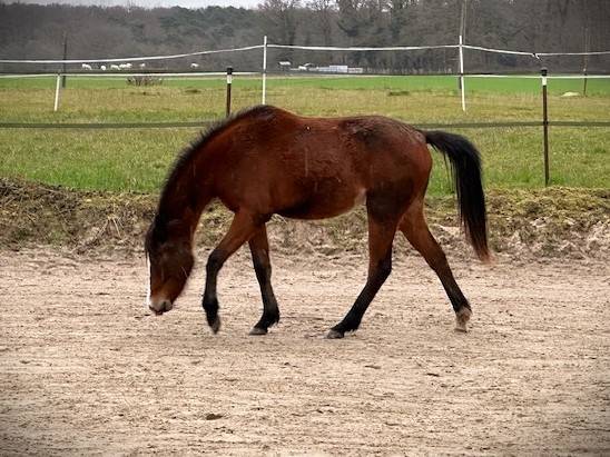 PONETTE  D  2 ans origines allemandes