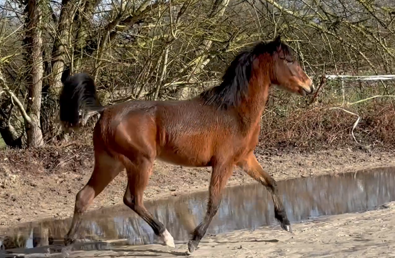 PONETTE  D  2 ans origines allemandes