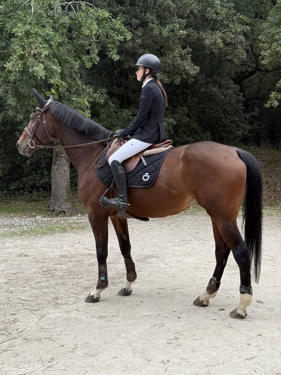 Jument de sport 10 ans 