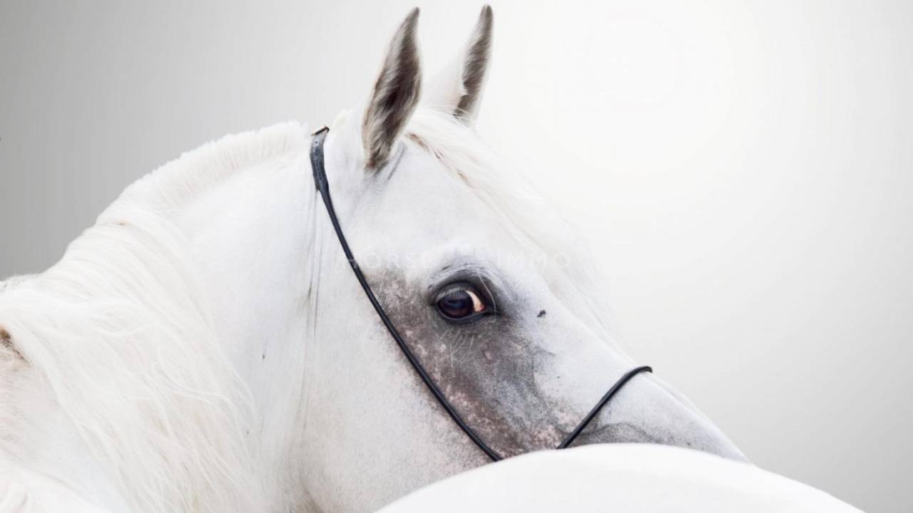 Domaine &eacute;questre aux &eacute;quipemets complets