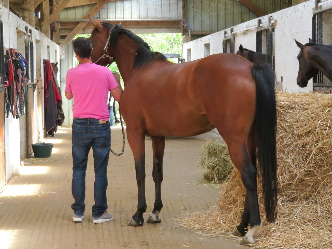 Jument selle fran&ccedil;ais 11 ans 1.64m par con air 