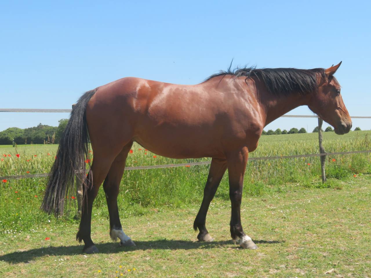 Jument selle fran&ccedil;ais 11 ans 1.64m par con air 