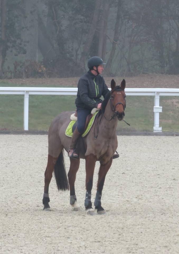 Jument selle fran&ccedil;ais 11 ans 1.64m par con air 