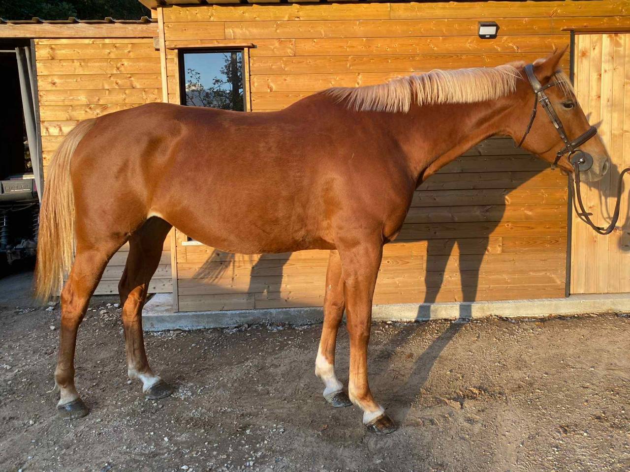 Jument SF - 6 ans - Kama d&rsquo;Amaury x Quality Bois Margot